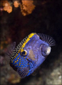   Spotted Box Fish. Usually very shy this fish was near coral head about 25 feet water seemed well disposed few photos before ducking cavern. cavern  